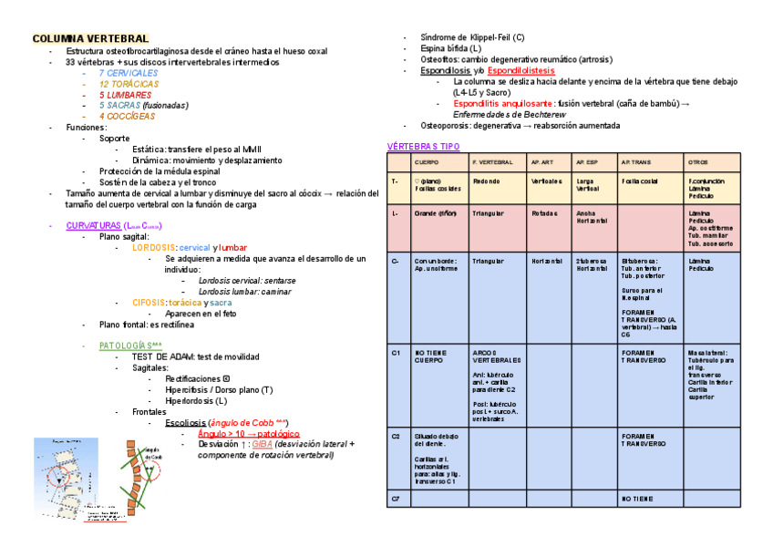 Miniatura del documento COLUMNA-VERTEBRAL.pdf