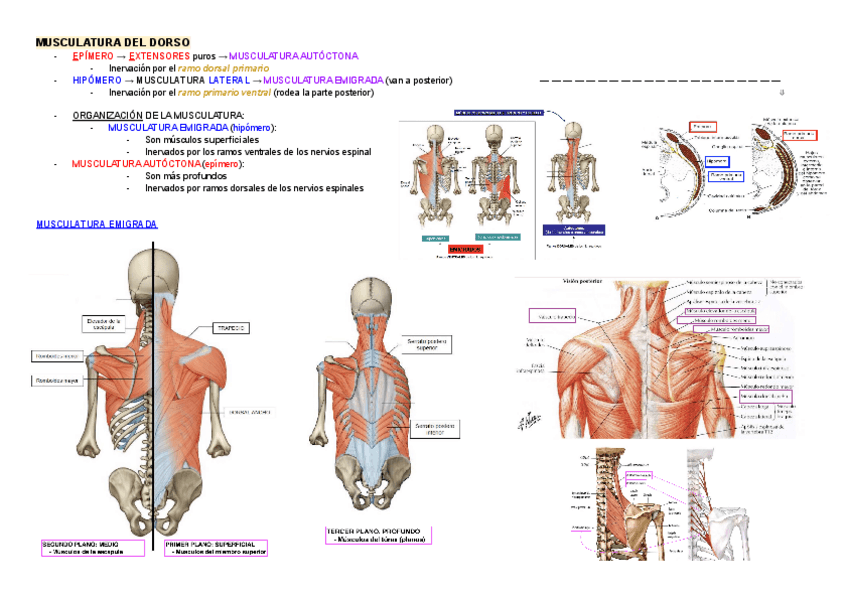 Miniatura del documento MUSCULATURA-DEL-DORSO.pdf