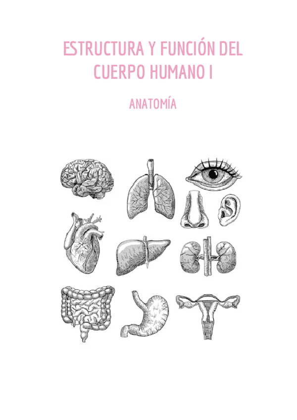 Miniatura del documento ANATOMIA-Anatomia-general-y-Espalda.pdf