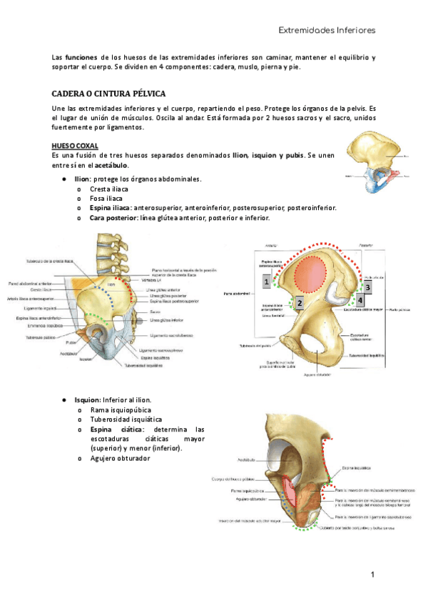 Miniatura del documento ANATOMIA-Extremidades-inferiores-EEII.pdf