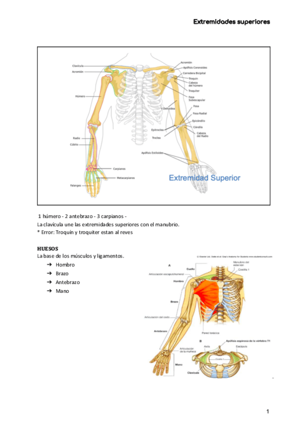 Miniatura del documento ANATOMIA-Extremidades-superiores-EESS.pdf