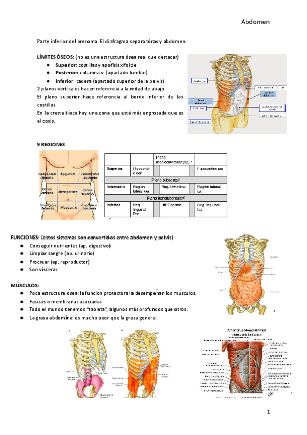 Miniatura del documento ANATOMIA-ABDOMEN-6.pdf
