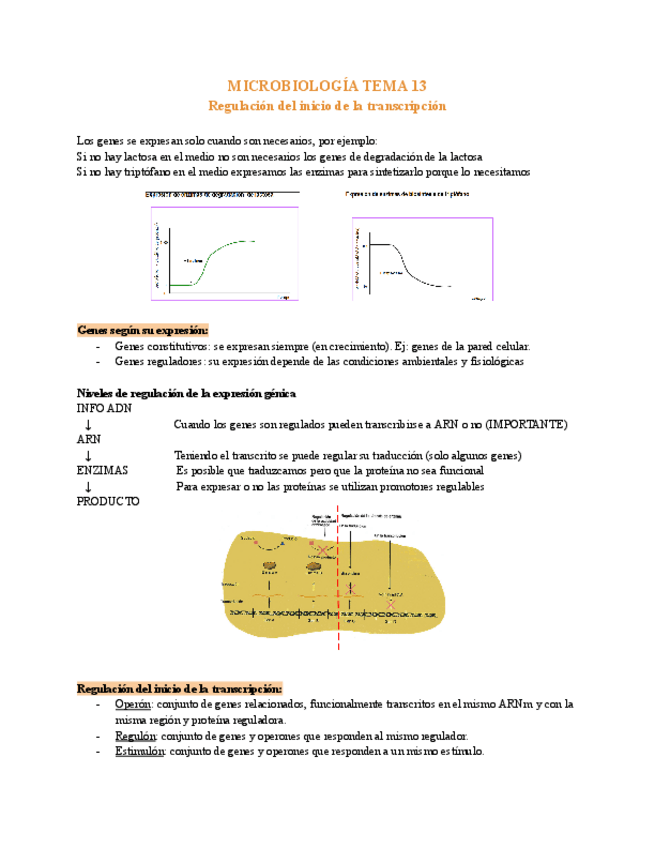 Miniatura del documento MICROBIOLOGIA-Tema-13-regulacion-del-inicio-de-la-transcripcion.-Google-Docs.pdf