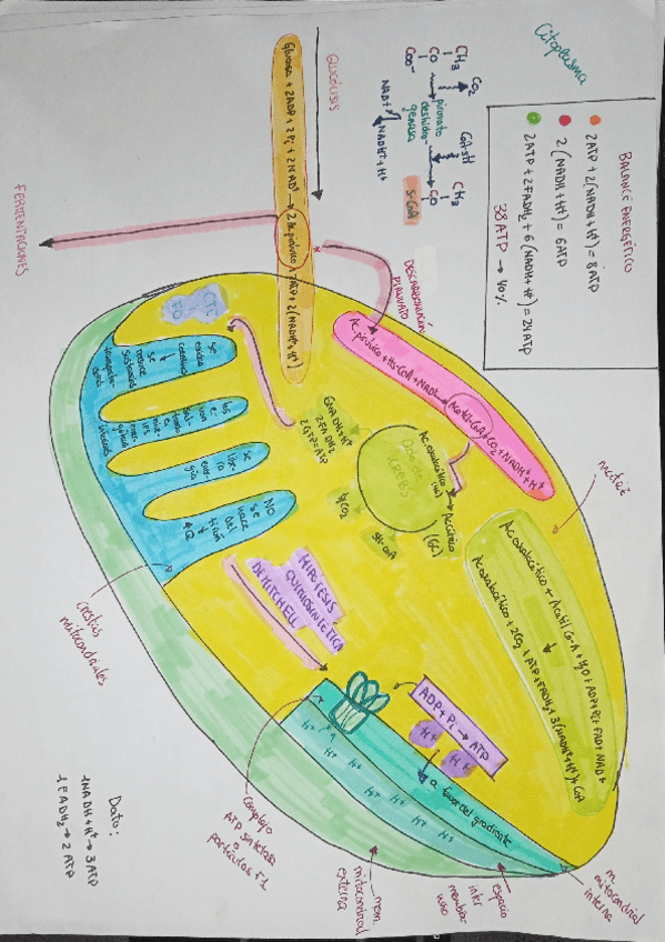 Miniatura del documento METABOLISMO-SUPER-RESUMIDO-DIBUJO.pdf