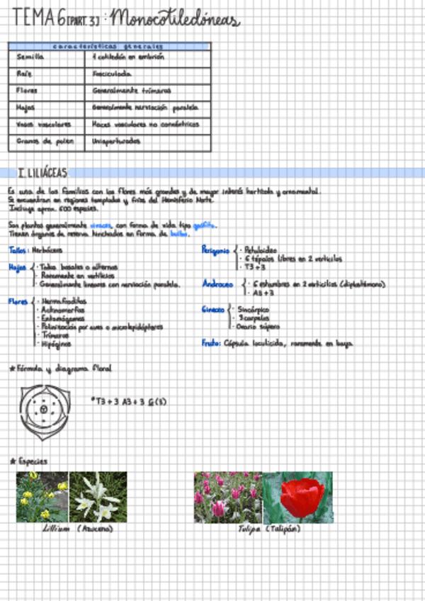 Miniatura del documento TEMA-63-Monocotiledoneas.pdf