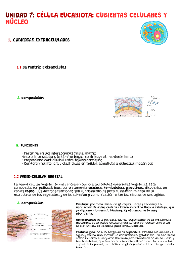 Miniatura del documento CELULA-EUCARIOTA.pdf