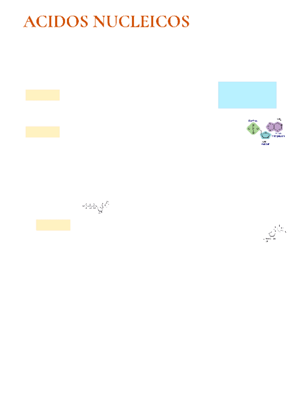 Miniatura del documento acidos-nucleicos.pdf