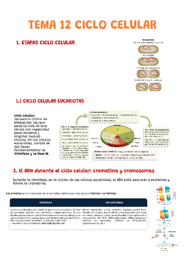 Miniatura del documento ciclo-CELULAR.pdf