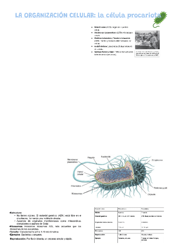 Miniatura del documento organizacion-celular.pdf
