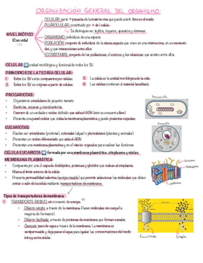 Miniatura del documento Tema-1.pdf