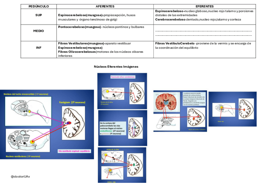 Miniatura del documento TABLA-Circuitos-Neuronales-del-Cerebelo-FISIOLOGIA.pdf