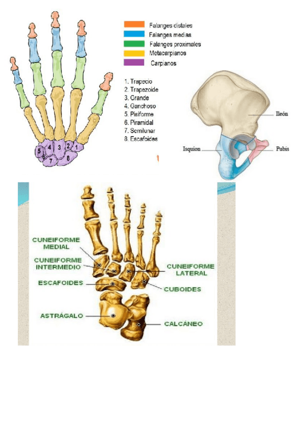 Miniatura del documento 4RES.docx