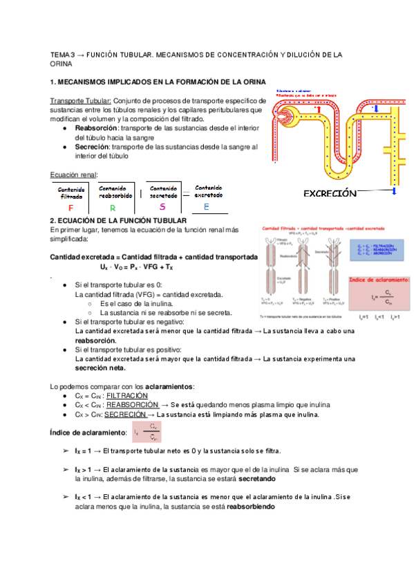 Miniatura del documento TEMA 3 → FUNCIÓN TUBULAR.pdf