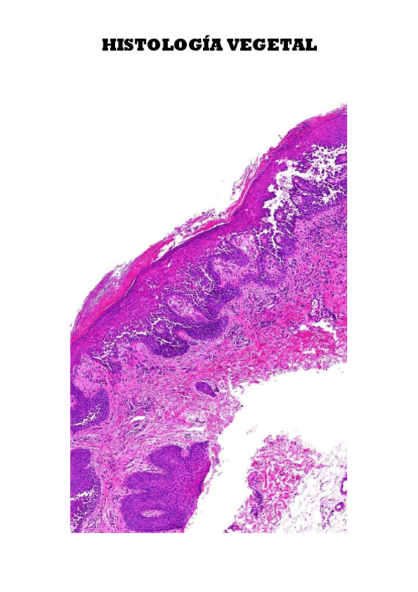 Miniatura del documento HISTOLOGIA-VEGETAL.pdf