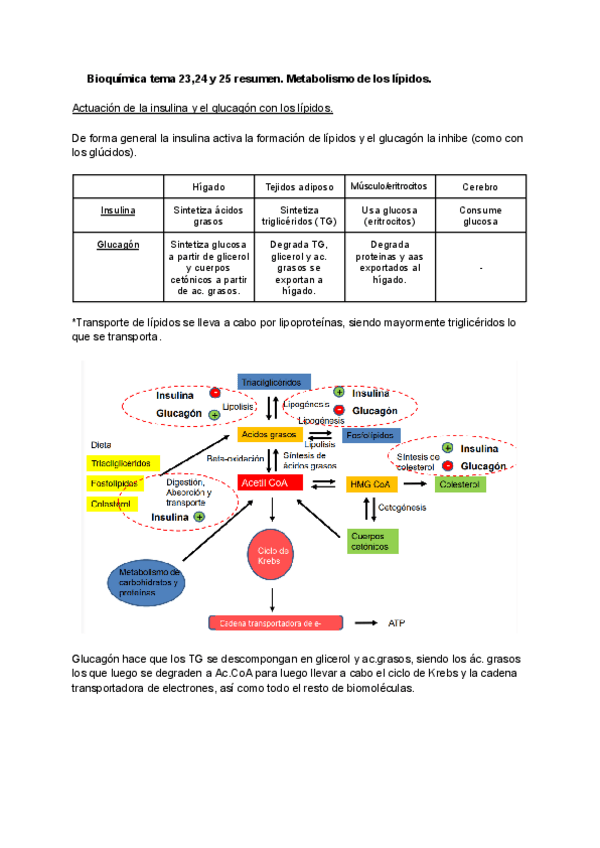 Miniatura del documento Bioquimica-tema-2324-y-25-resumen.pdf
