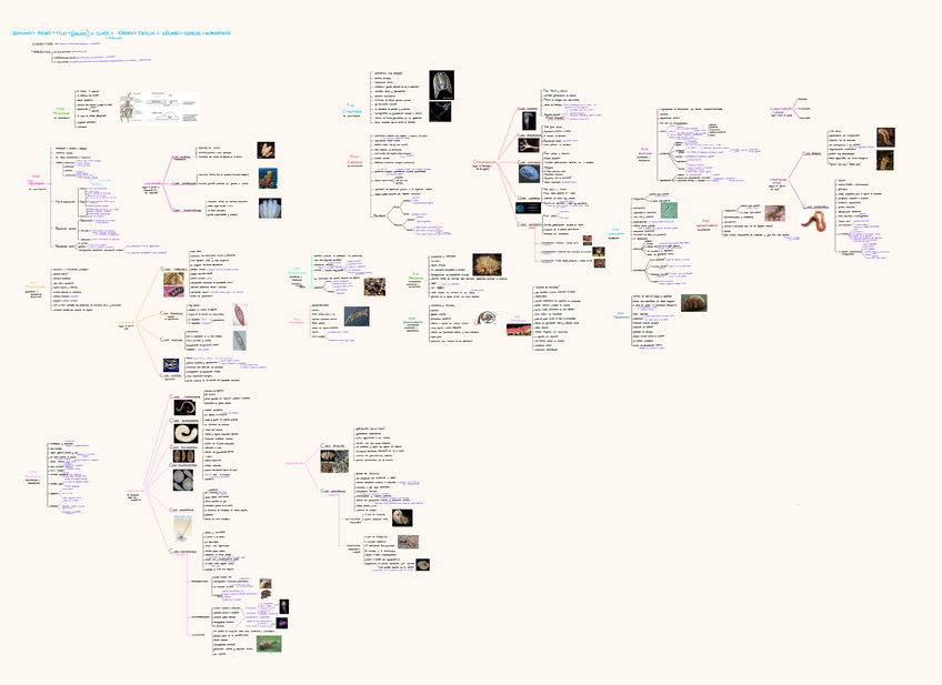 Miniatura del documento Esquemas-invertebrados.pdf