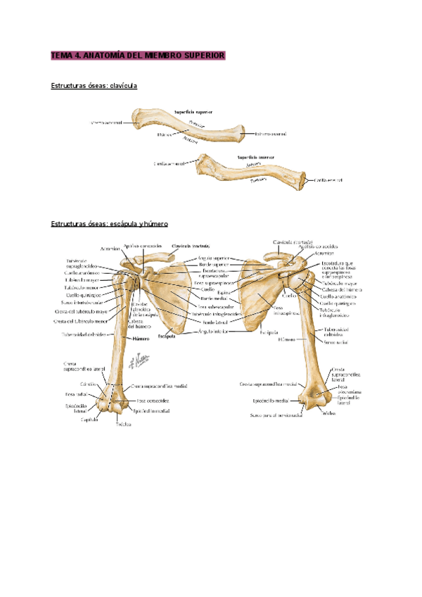 Miniatura del documento Tema-4-anatomia.pdf