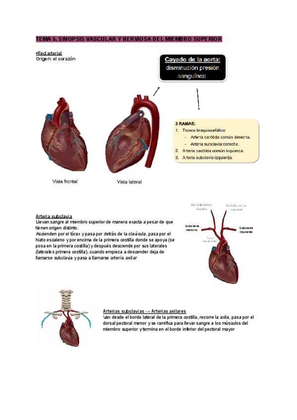 Miniatura del documento Tema-5-anatomia.pdf