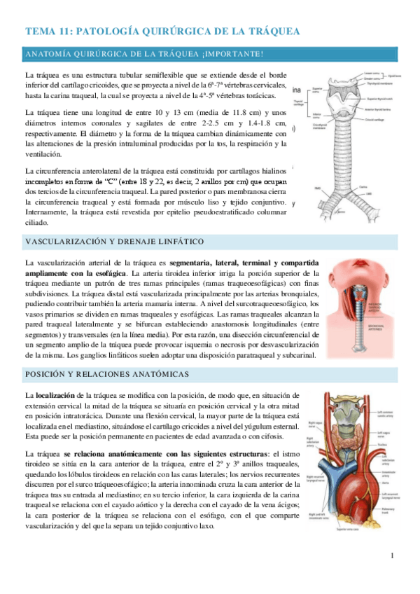 Miniatura del documento tema-traquea.pdf