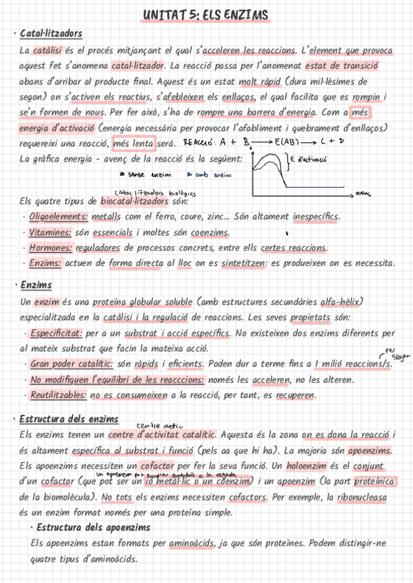 Miniatura del documento Enzims.pdf