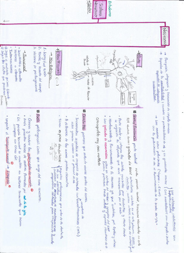 Miniatura del documento esquema-neuronas-2.pdf