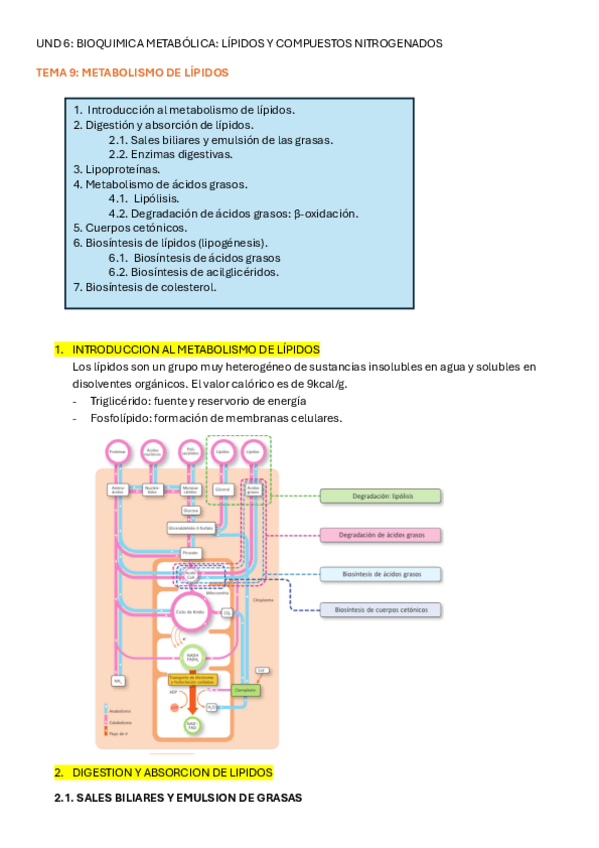 Miniatura del documento TEMA-9-METABOLIMO-DE-LIPIDOS.pdf