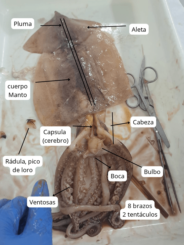 Miniatura del documento ZOOLOGIA-DISECCION-CALAMARPOTA.pdf