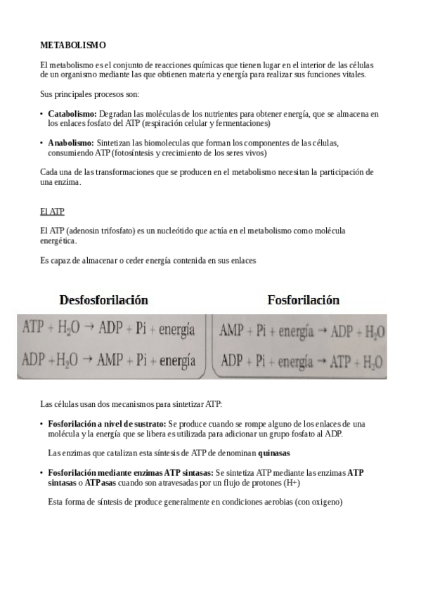Miniatura del documento METABOLISMO.pdf