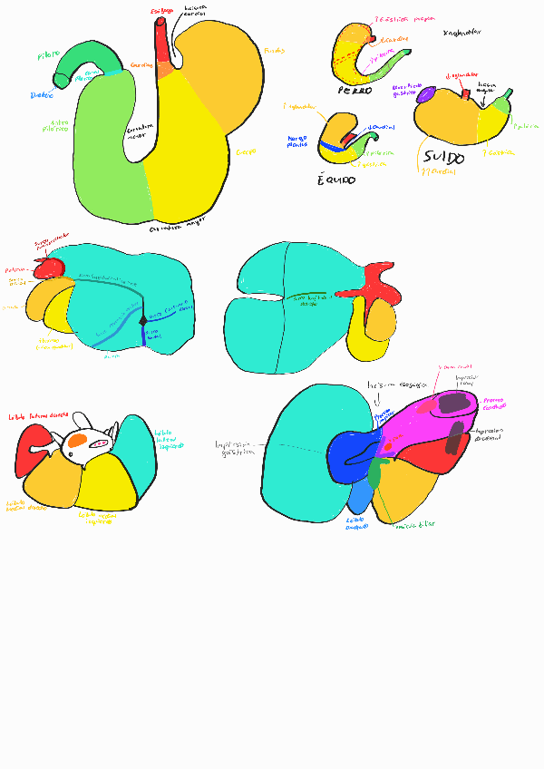 Miniatura del documento Estomago-250526005042.pdf