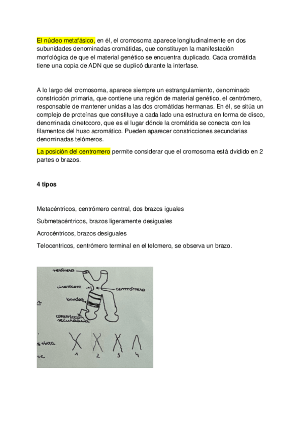 Miniatura del documento NUCLEO-METAFASICO-Y-FORMAS-CROMOSOMA.pdf