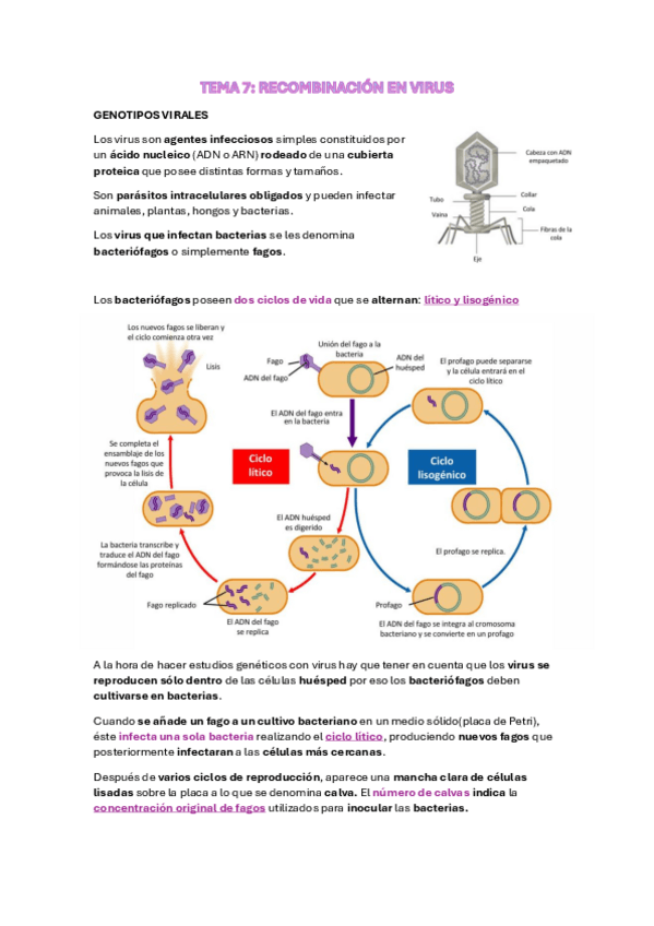 Miniatura del documento TEMA-7-GENETICA.pdf