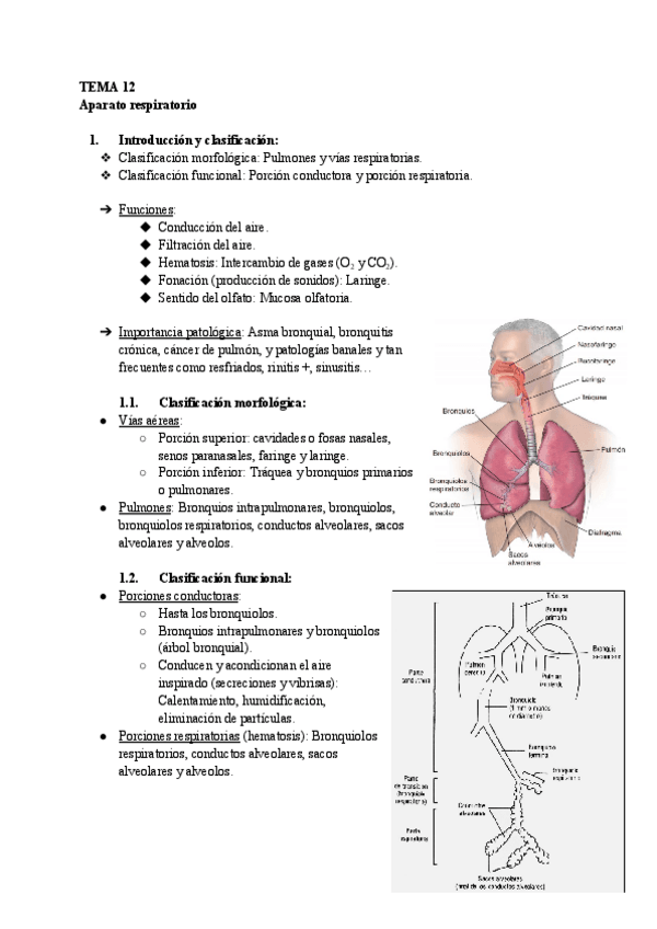 Miniatura del documento TEMA-12-Histologia.pdf