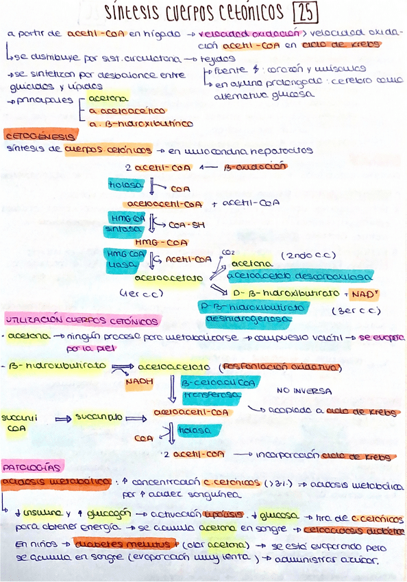 Miniatura del documento 25-SINTESIS-CUERPOS-CETONICOS.pdf