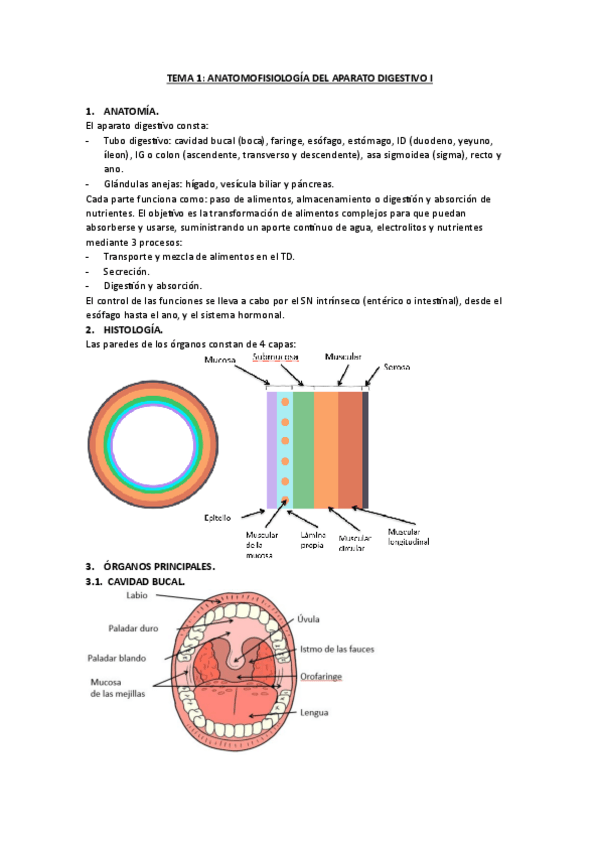Miniatura del documento TEMA-1.-ANATOMOFISIOLOGIA-DEL-APARATO-DIGESTIVO-I.pdf