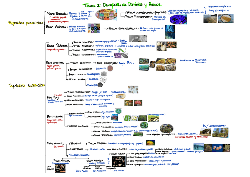 Miniatura del documento Esquema-BIOLOGIA-TAXONOMIA-DE-LOS-ORGANISMOS.pdf