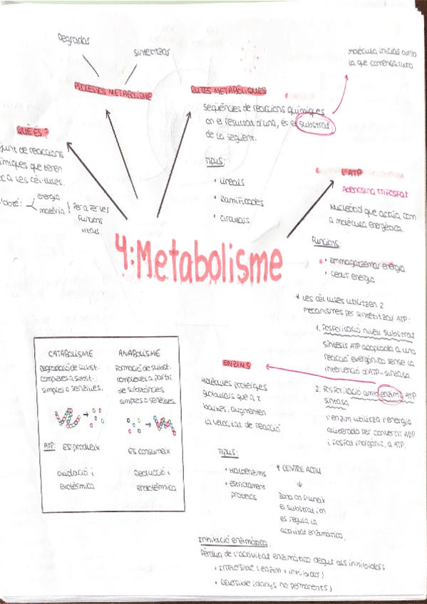 Miniatura del documento Esquema-metabolisme-biologia.pdf