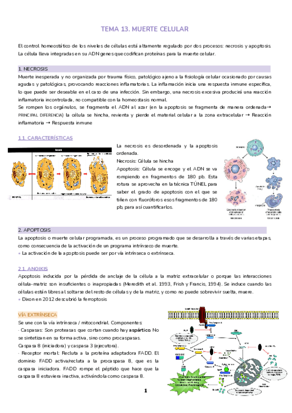 Miniatura del documento Tema-13.-Muerte-celular.pdf