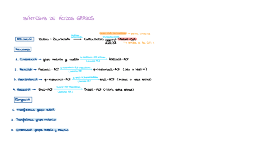 Miniatura del documento Sintesis-acidos-grasos.pdf
