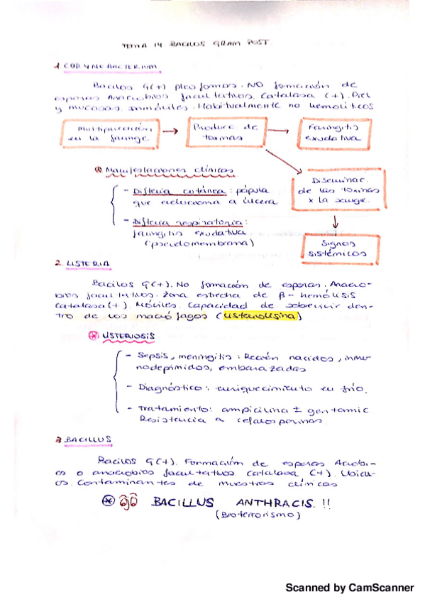 Miniatura del documento Bacilos gram (+).pdf