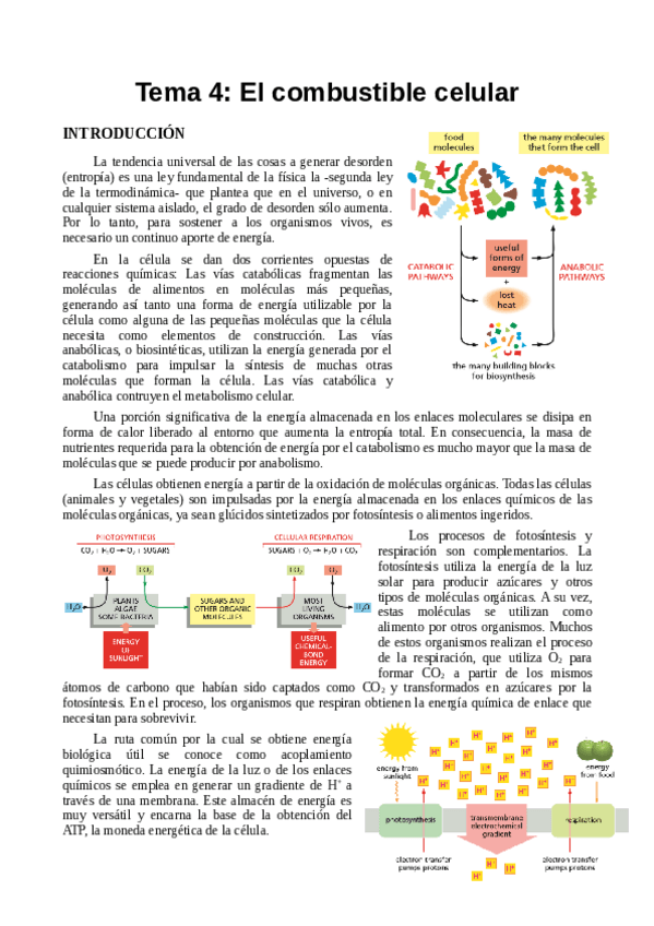 Miniatura del documento TEMA 4.pdf