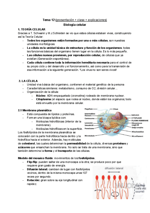 Miniatura del documento F.-biomedicos-T12-Ana.pdf