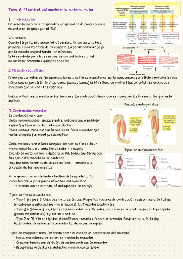 Miniatura del documento Psicofisiologia. Tema 6. El sistema motor.pdf