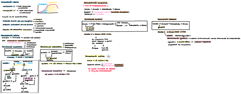 Miniatura del documento Tipos-de-fermentacion-micro.pdf