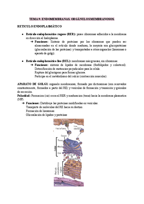 Miniatura del documento TEMA-9-ENDOMEMBRANAS.pdf