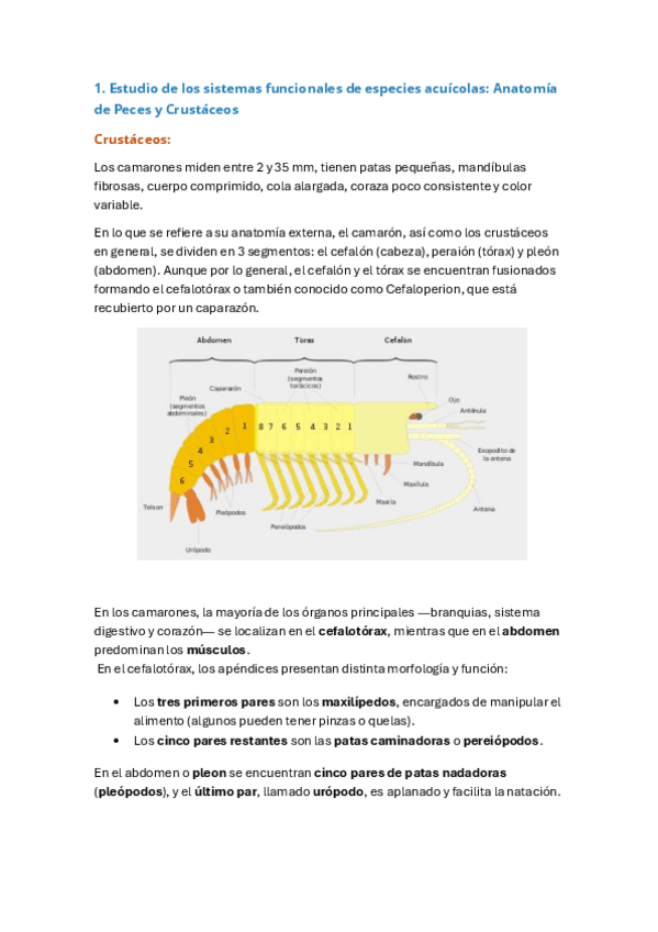 Miniatura del documento Apuntes-practica-camaron-y-tarea-resuelta.pdf