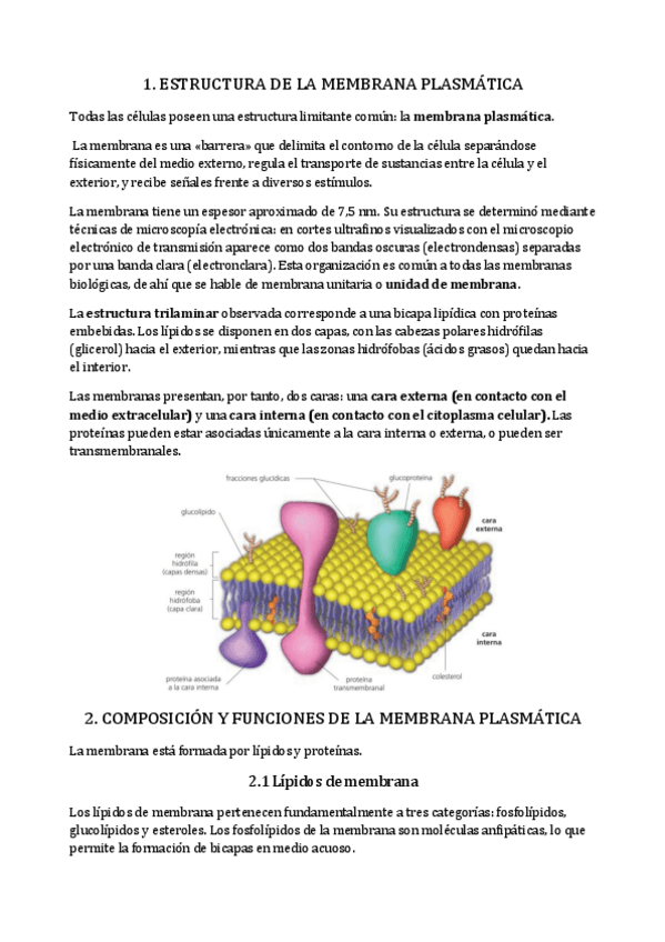 Miniatura del documento Tema-7-la-membrana-celular.pdf