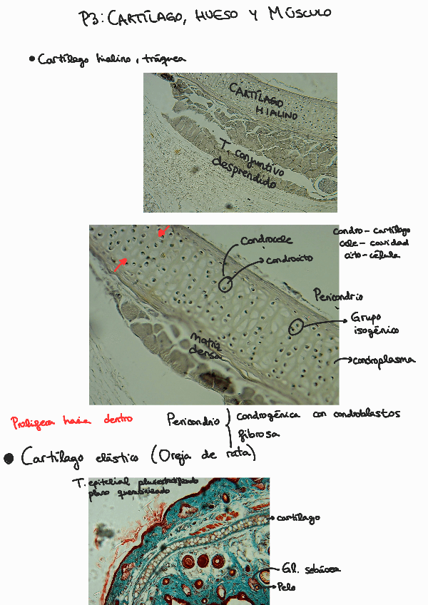 Miniatura del documento P3-cartilago-hueso-y-musculo.pdf