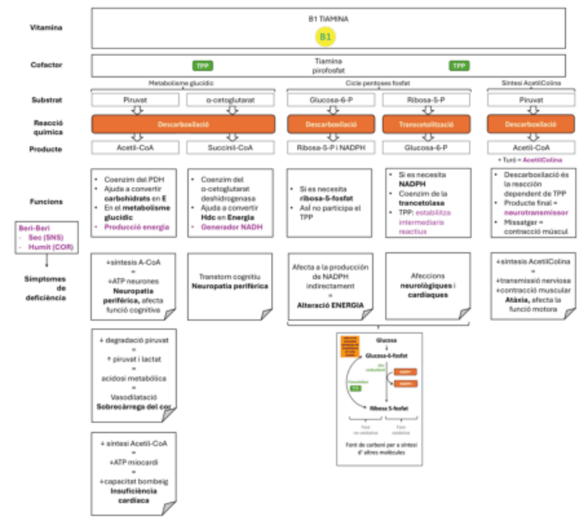 Miniatura del documento vitamines-B-hidrosoubles.pdf