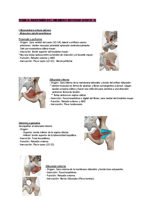 Miniatura del documento Tema-6-anatomia-parte-2.pdf