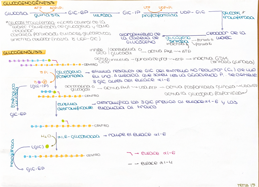 Miniatura del documento GLUCOGENOGENESIS-Y-GLUCOGENOLISIS.pdf